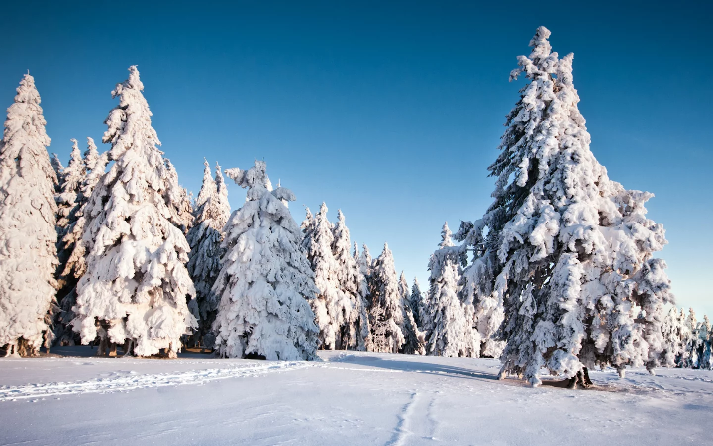 деревья, фон, зима, природа, елки, snow, winter, trees, ель, снег