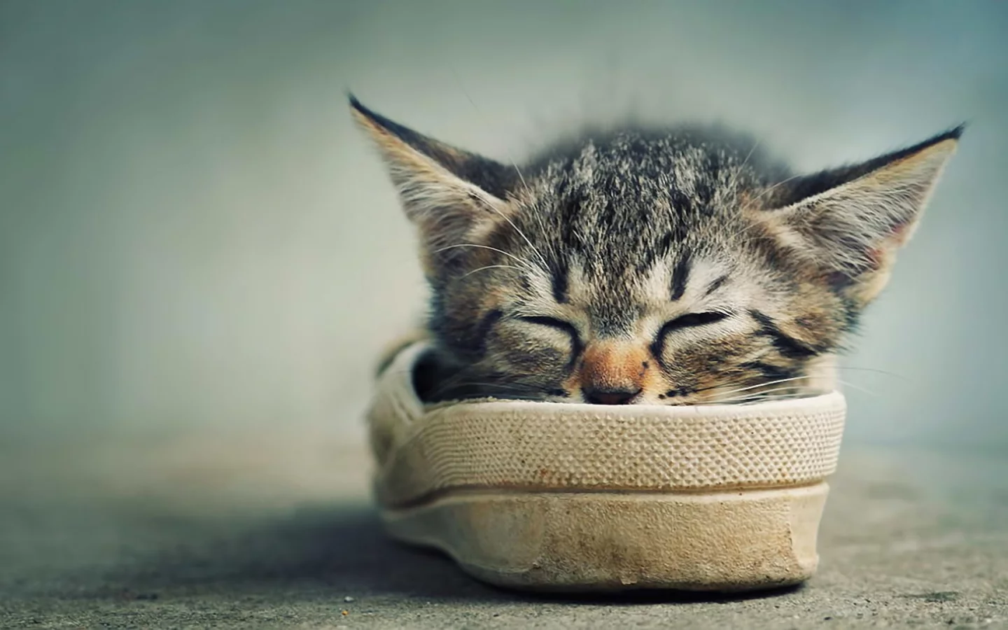 котёнок, тапок, мило