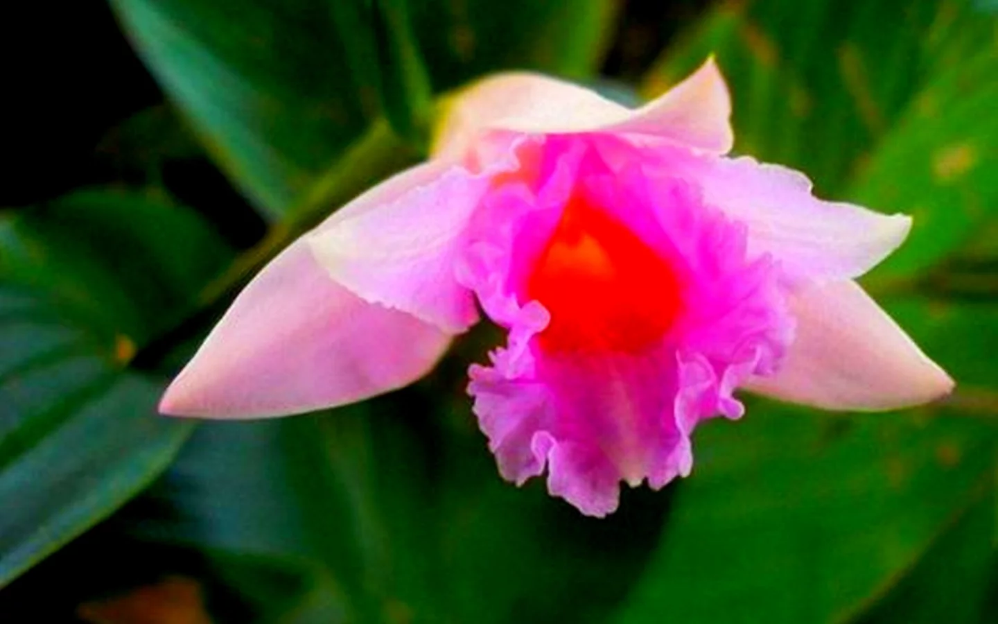 Розовая орхидея, Sobralia imavieirae