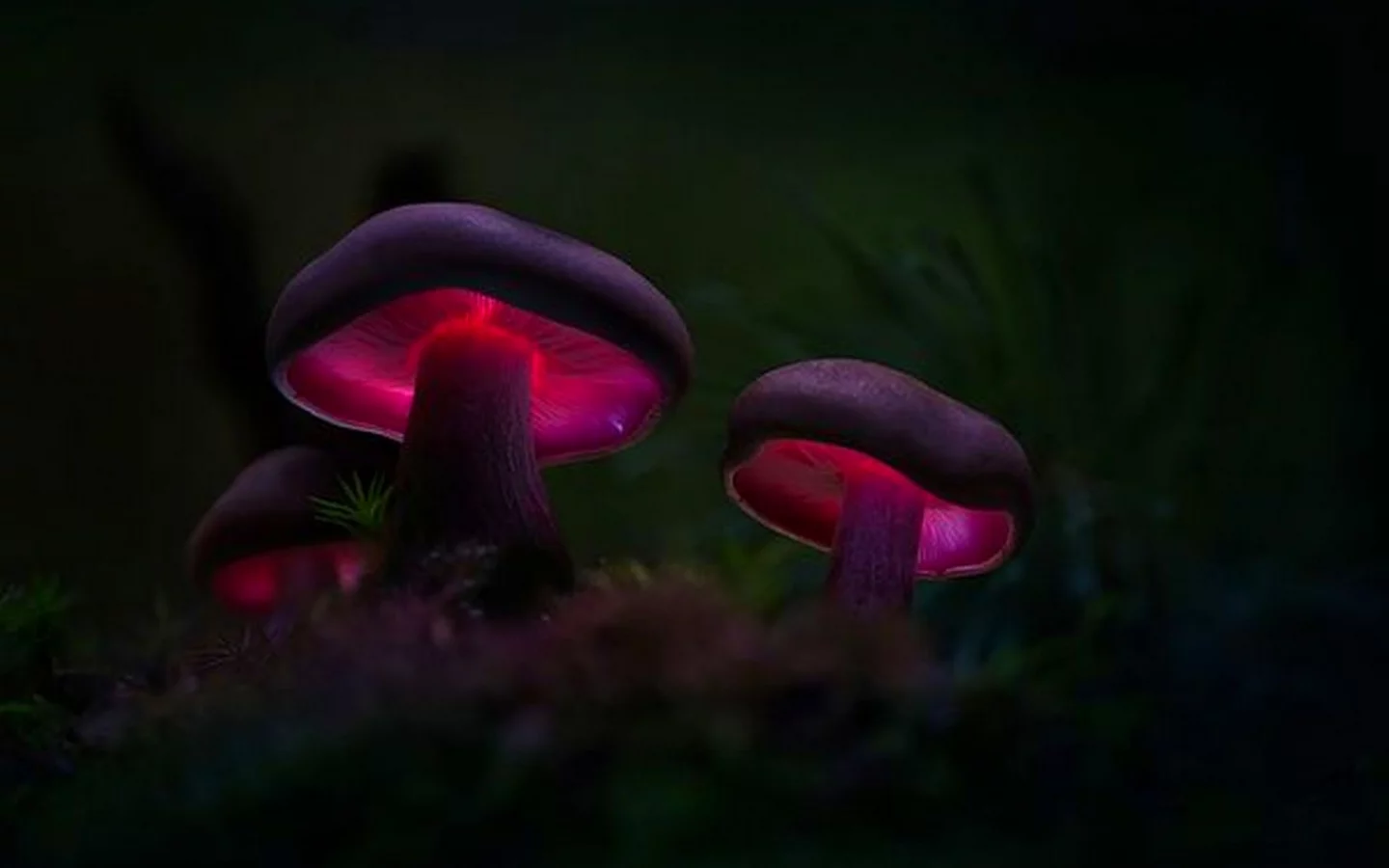 Mycena LUXAETERNA