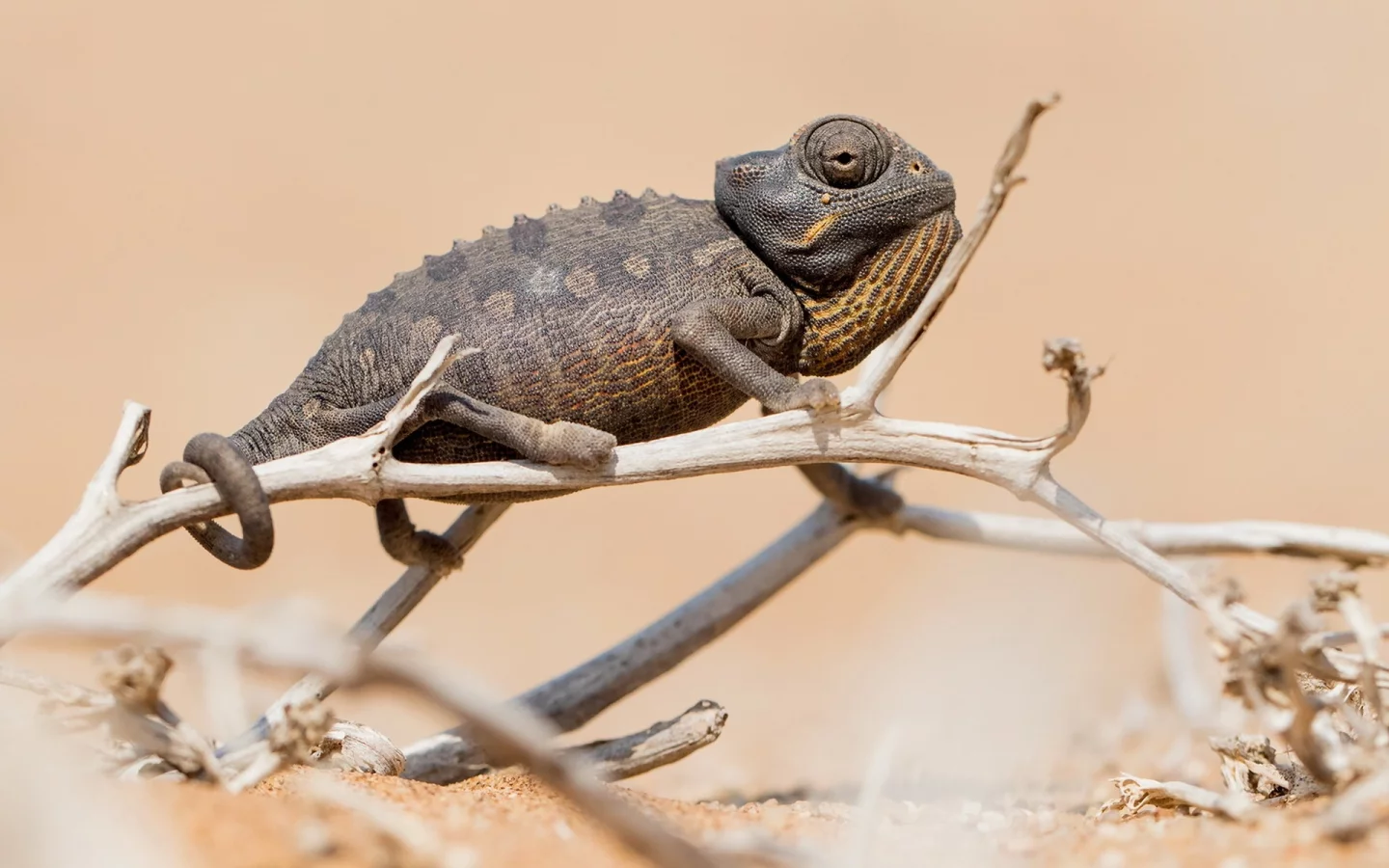 Chameleon, природа, фон