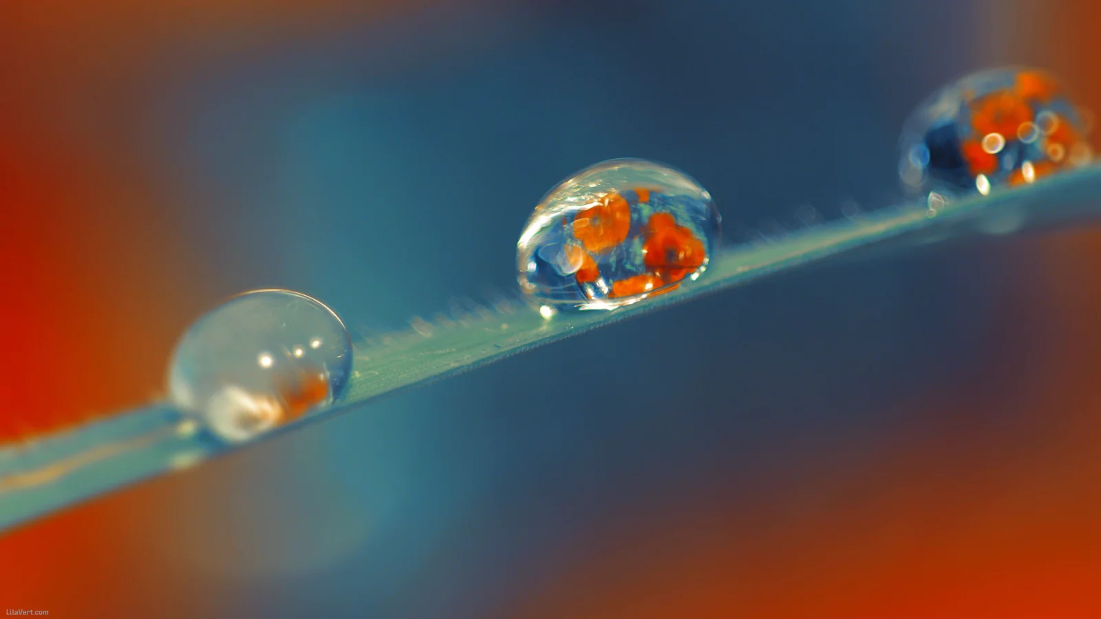 drop, wallpaper, стебель, капли, poppy, макро, мак, роса, обои, фон