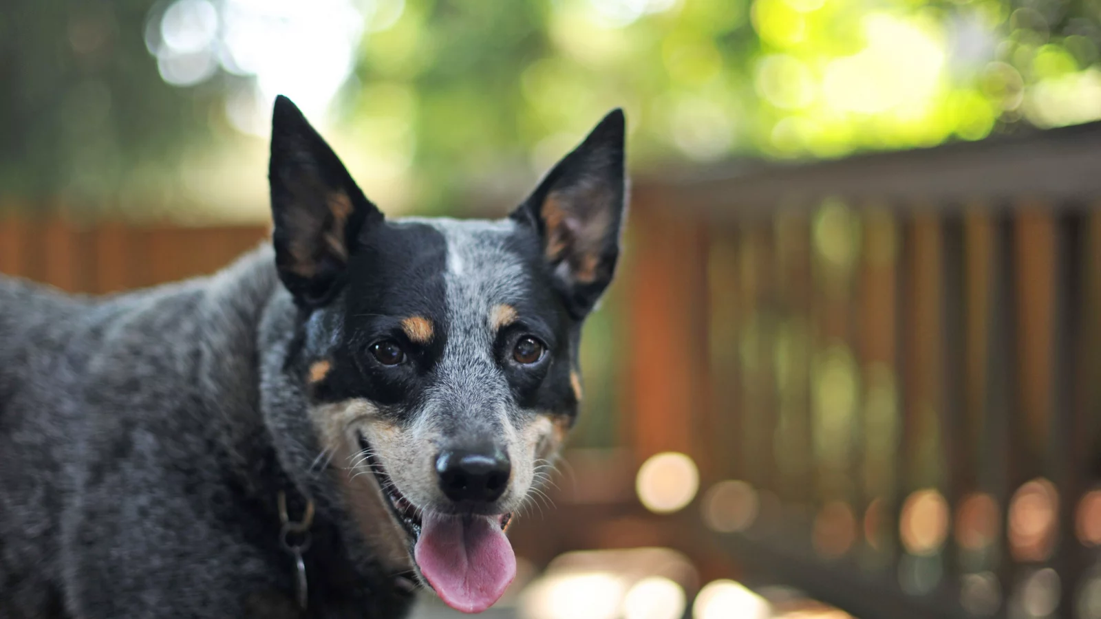 боке, собака, друг, australian cattle dog, взгляд