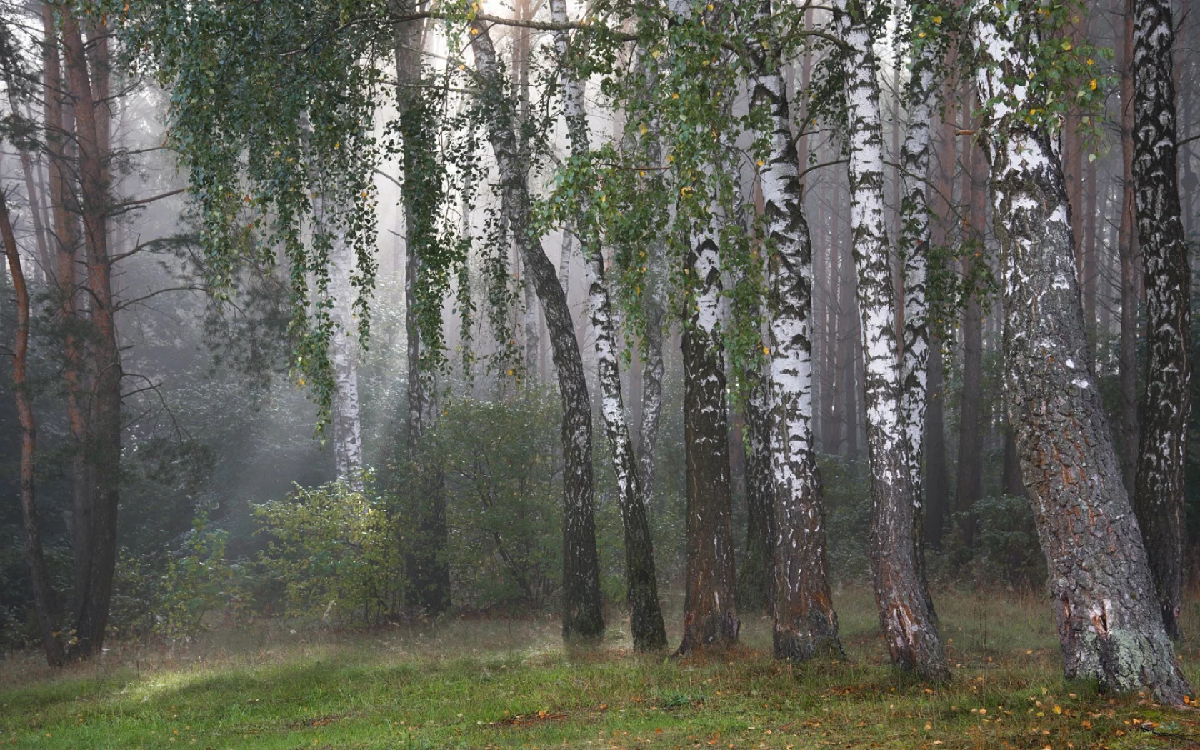 осень, лес, берёзы, роща, стволы, лучи