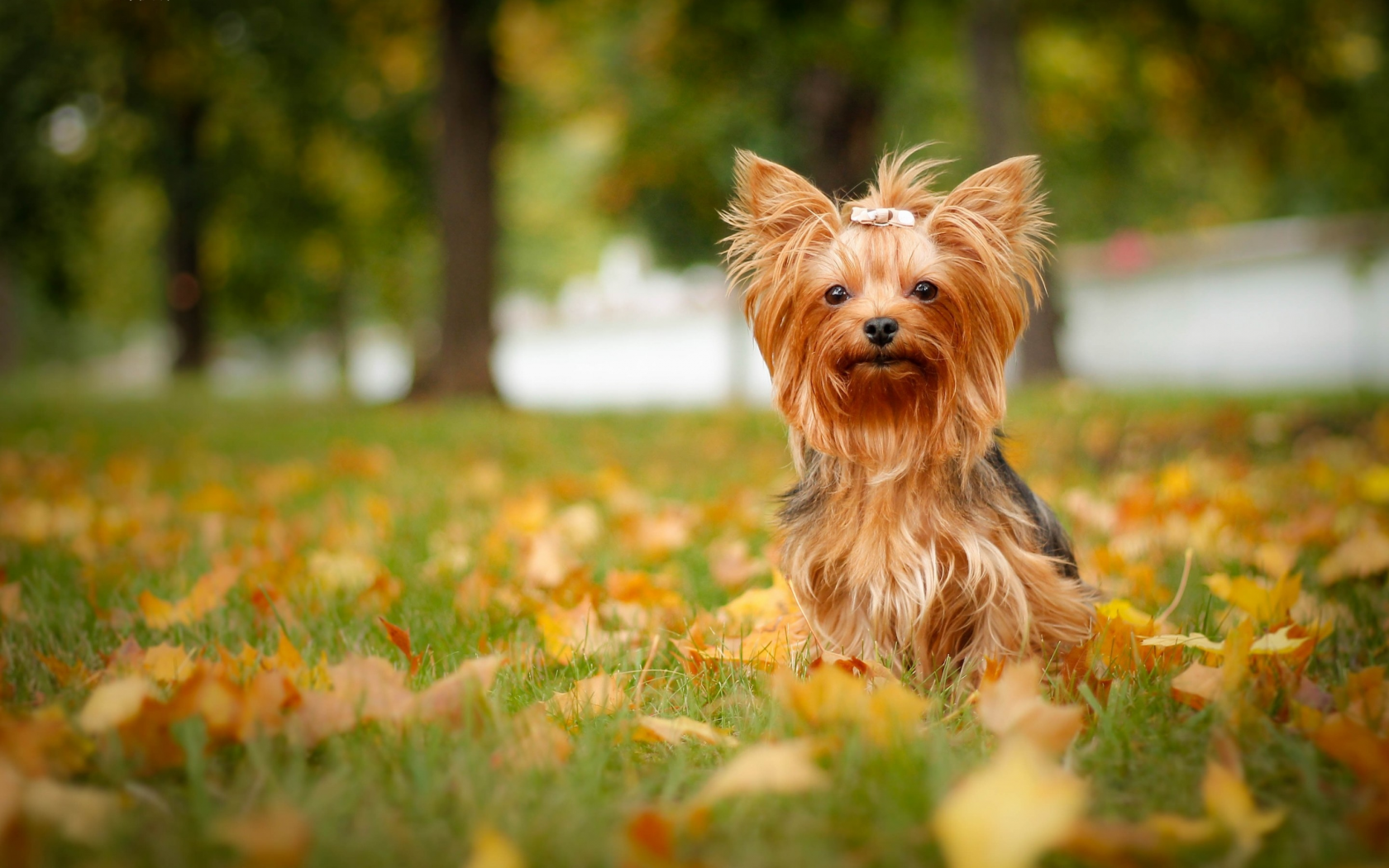 Йоркширский терьер, йорк, собака, листья, осень