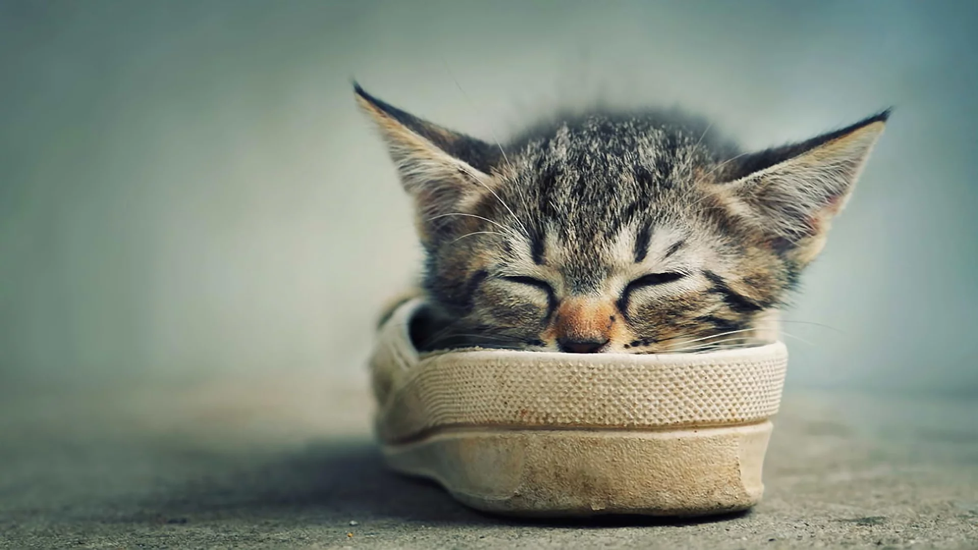 котёнок, тапок, мило