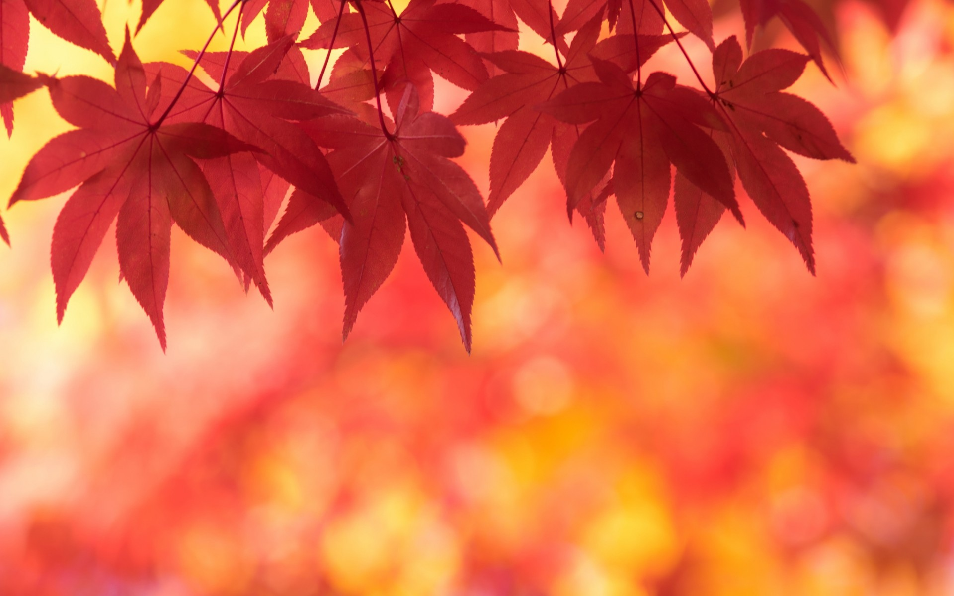 осень, листья, клен, багряный
