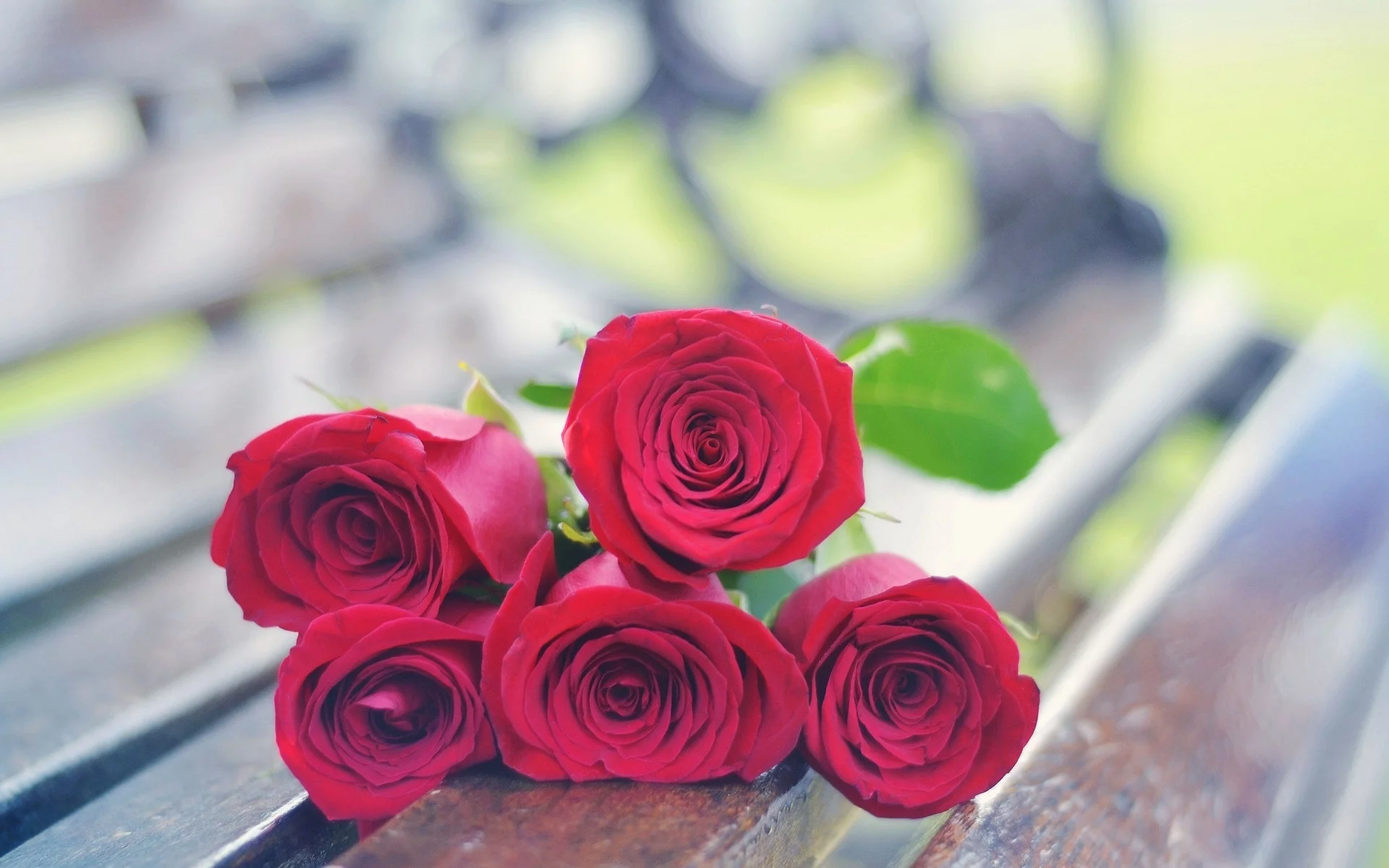 flowers, роза, розы, фон, обои, цветочки, rose, цветы, красный