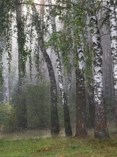 осень, лес, берёзы, роща, стволы, лучи