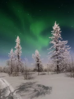 зима, север, ночь, звёзды, сияние, лес, снег, след