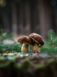 грибы, природа, фон