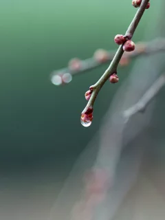 ветка, весна, почки, капля