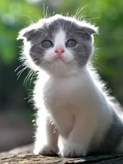 котёнок, малыш, лапочка