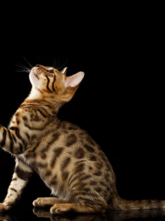 Бенгальская кошка, лапка, чёрный фон