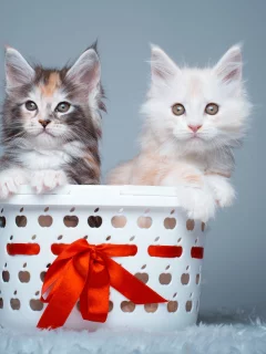 мей-кун, котята