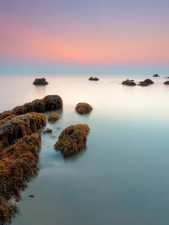 утро, водоросли, камни, рассвет, море