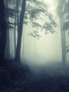 forest, глубокие, foggy, trees, landscape, deep, misty, creepy, леса, road, nature