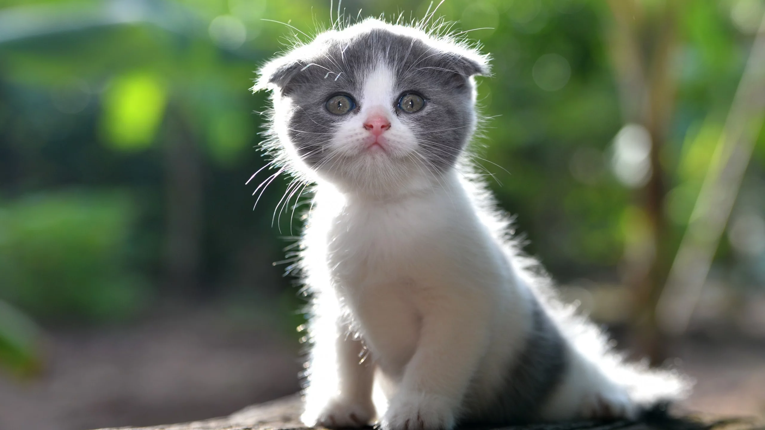 котёнок, малыш, лапочка