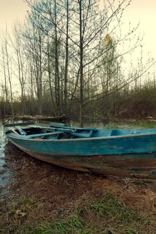 осень, озеро, плавни, лодка, деревья, камыши