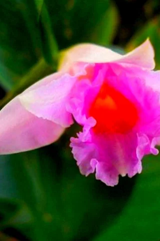 Розовая орхидея, Sobralia imavieirae