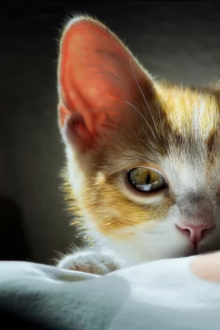 котёнок, мордочка, взгляд
