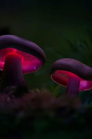 грибы, лес