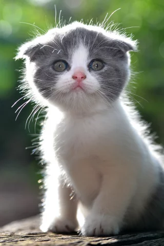 котёнок, малыш, лапочка