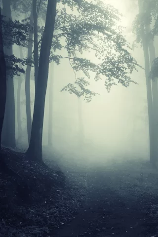 forest, глубокие, foggy, trees, landscape, deep, misty, creepy, леса, road, nature