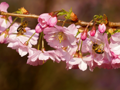 вишня, ветка, цветение, цветки, пчёлы, насекомые, макро, весна