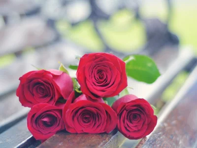 flowers, роза, розы, фон, обои, цветочки, rose, цветы, красный