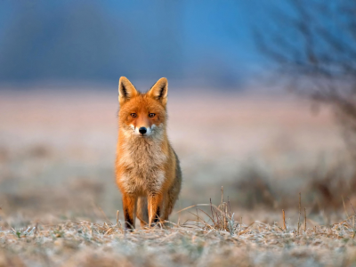 взгляд, лиса, трава, иней, животное, fox, природа
