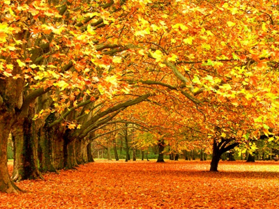 парк, осень, красота