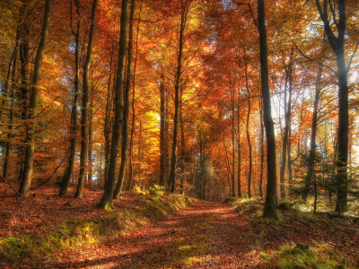 осень, лес, деревья, дорога, трава, солнце, лучи, пейзаж, природа
