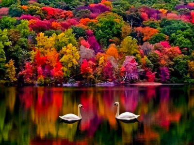 лебедь, озеро, лес, деревья, осень