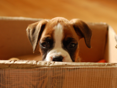 малыш, картонная коробка, взгляд, щенок