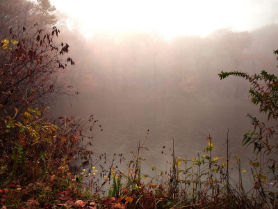 пейзаж, осень, лес, озеро, утро, туман, роса, капли