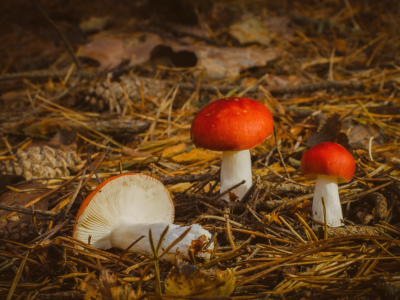 грибы, природа, осень