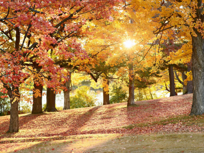 парк, деревья, осень
