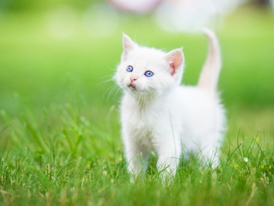 белый котёнок, котёнок, малыш, голубые глаза, трава