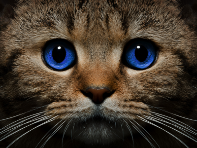 кот, кошка, морда, голубые глаза, взгляд, усы