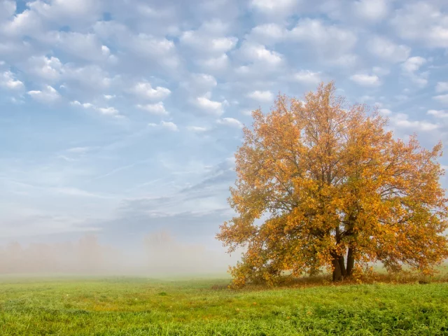 пейзаж, осень, поле, луг, дерево, наряд, золото, дымка, пелена, небо, облака