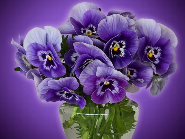 цветы, анютины глазки, виола