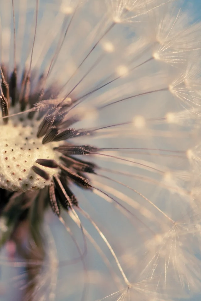 обои, фон, одуванчик, цветы, dandelion, голубой, макро