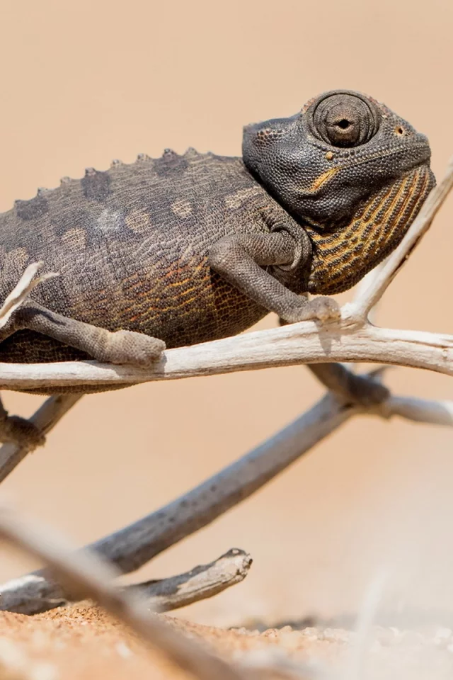 Chameleon, природа, фон