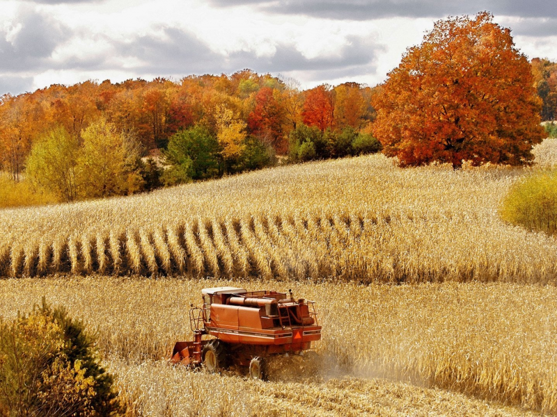 пшеница, лес, осень, комбайн, урожай, природа, поле