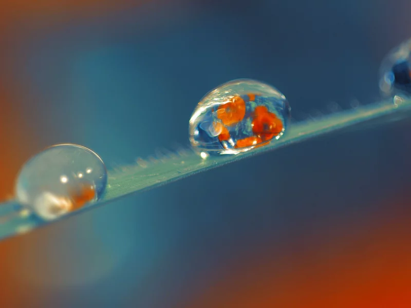 drop, wallpaper, стебель, капли, poppy, макро, мак, роса, обои, фон