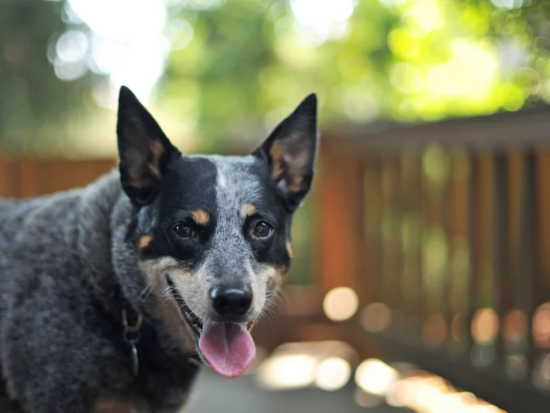 боке, собака, друг, australian cattle dog, взгляд