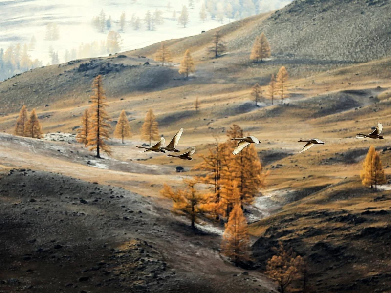 горы, осень, снежок, гуси, клин, на юг