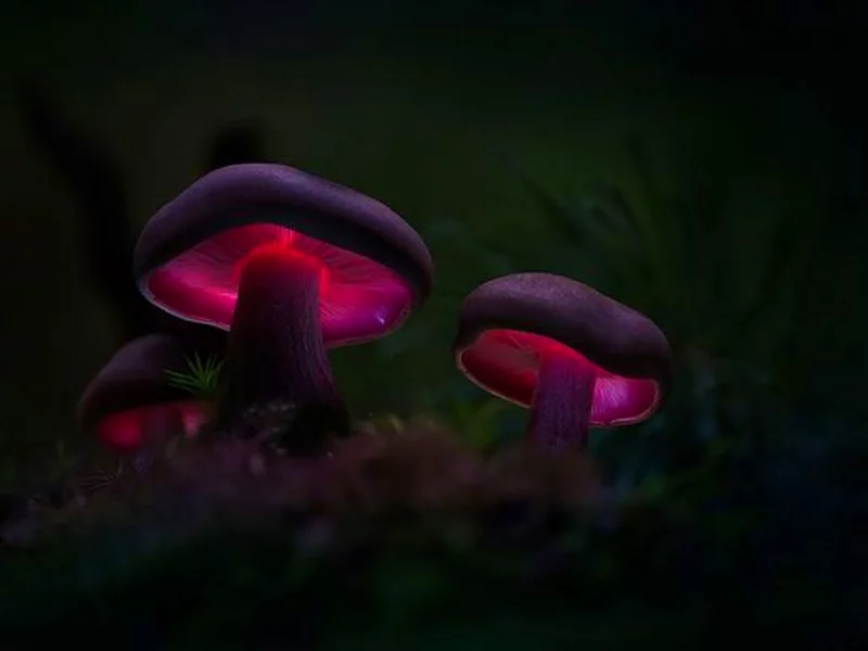 грибы, лес