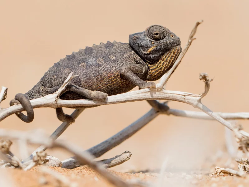 Chameleon, природа, фон